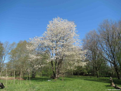 Alte Obstbäume