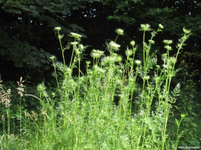 Möhrenblüte