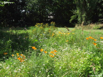 Blumen und Kräuter
