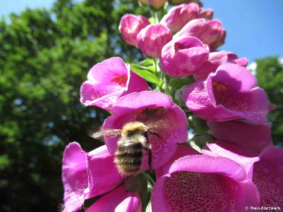 Hummelfreundlicher Garten