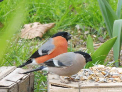 Hungrige Gartenbesucher