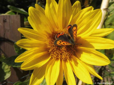 Schmetterlinge auf den Sonnenblumen