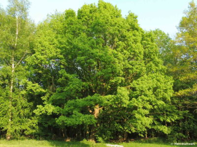Uralte Eichen