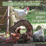 Hühnerbeschäftigung Ideen und Tipps für glückliche Hühner