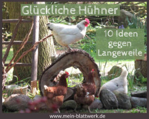 Read more about the article Beschäftigung für Hühner – 10 Tipps für glückliche, gesunde Hühner