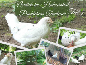 Read more about the article Neulich im Hühnerstall – Pünktchens Abenteuer Teil 1