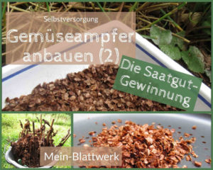 Read more about the article Gemüseampfer anbauen – die Saatgutgewinnung