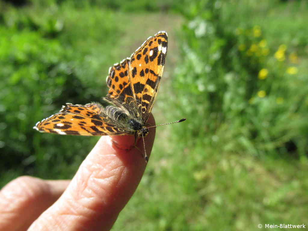 Schmetterling auf dem Finger