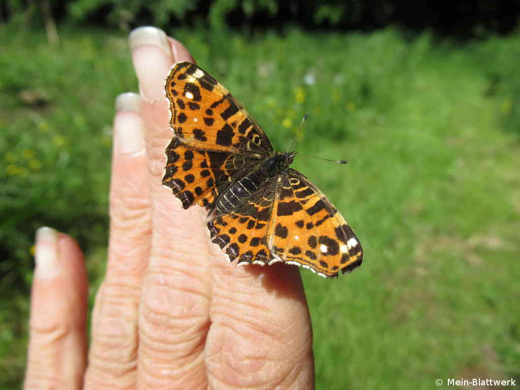Schmetterling auf der Hand gelandet